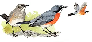 Trushes: White-throated Robin