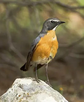 Gutturalis: White-throated Robin - adult male