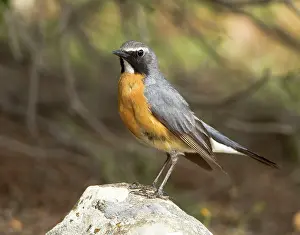 Gutturalis: White-throated Robin - adult male