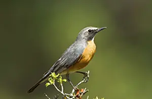 Gutturalis: White-throated Robin - adult male
