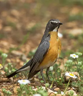 Gutturalis: White-throated Robin - adult male