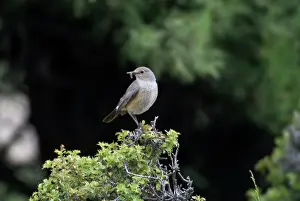 Grubs: White-throated Robin / Irania - Adult female with