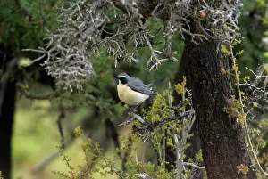 Gutturalis: White-throated Robin / Irania - Adult male, pale phase
