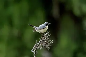 Gutturalis: White-throated Robin / Irania - Adult male, pale phase