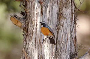 Gutturalis: White-throated Robin / Irania - adult male, May