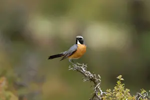 Gutturalis: White-throated Robin / Irania - adult male, May