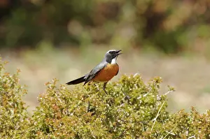 Gutturalis: White-throated Robin / Irania - adult male, May