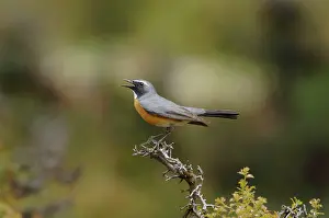 Gutturalis: White-throated Robin / Irania - adult male, May