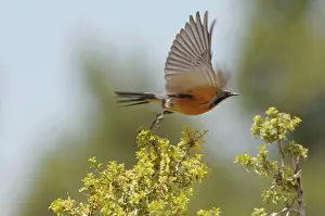 Gutturalis: White-throated Robin / Irania - adult male, May