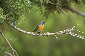 Gutturalis: White-throated Robin / Irania - adult male, May