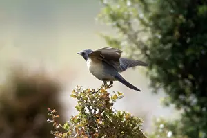 Gutturalis: White-throated Robin / Irania - Adult male pale