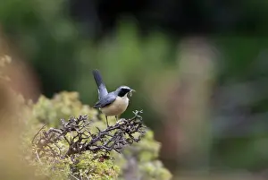 Grubs: White-throated Robin / Irania - Adult male, pale