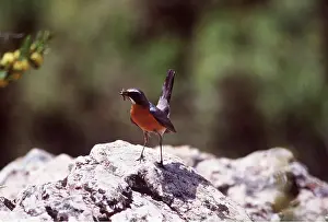 Grub: WHITE THROATED ROBIN - Male