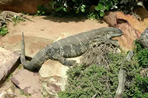 Albigularis: White-throated / Rock Monitor Lizard - shedding skin