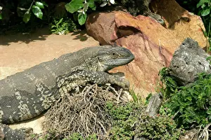 Albigularis: White-throated / Rock Monitor Lizard - shedding skin