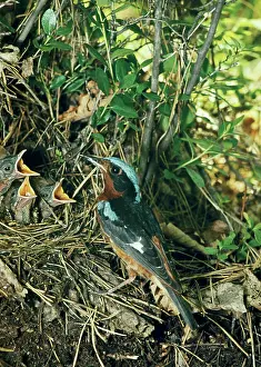 Monticola: White-throated Rock-thrush - at nest with young