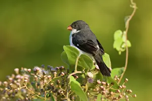 Albogularis: White-throated Seedeater - adult male sitting on