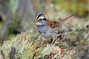 Albicollis: White-throated Sparrow