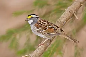 Albicollis: White-throated Sparrow