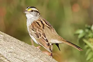 Albicollis: White-throated Sparrow