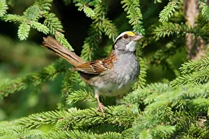 Albicollis: White-throated Sparrow