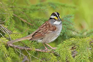 Albicollis: White-throated Sparrow