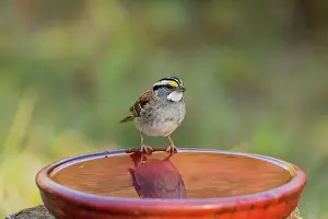 Albicollis: White-Throated Sparrow