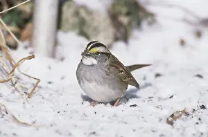 Albicollis: White-throated Sparrow