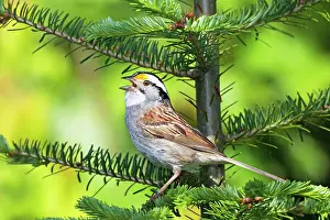 Albicollis: White-throated Sparrow - Adult male singing on