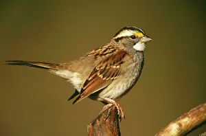 Albicollis: White-Throated SPARROW - close-up