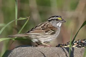 Albicollis: White-throated sparrow feeding on seed