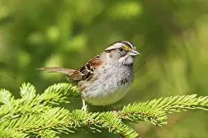Albicollis: White-throated Sparrow - in Maine boreal forest in May