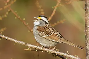 Albicollis: White-throated Sparrow - Singing - On territory
