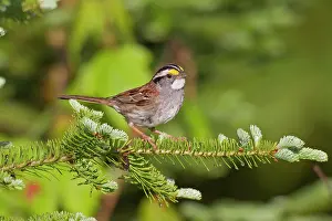 Albicollis: White-throated Sparrow - spring