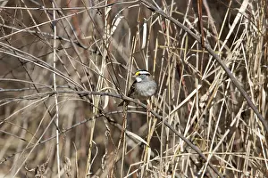 Albicollis: White-throated Sparrow (Zonotrichia albicollis)