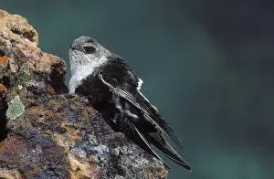 Swift: White-throated Swift