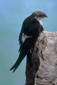 Swift: White-throated Swift