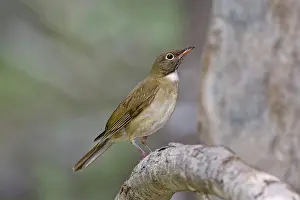 Assimilis: White-throated Thrush