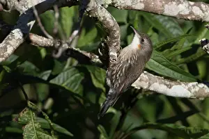 Treecreepers: White-throated Treecreeper