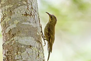 Calliope: White-throated Treecreeper