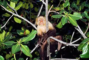 Capucinus: White-throated / White-faced CAPUCHIN MONKEY