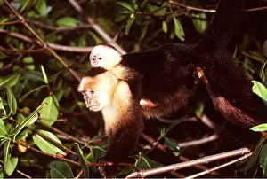 Piggyback: White-throated / White-faced CAPUCHIN MONKEY -