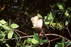 Capuchins: White-throated / White-faced CAPUCHIN MONKEY - in tree