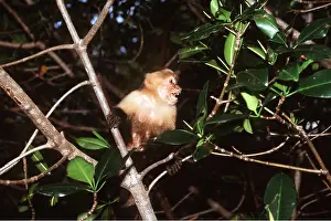 Piggyback: White-throated / White-faced CAPUCHIN MONKEY - in tree