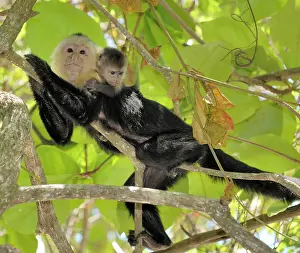 Capucinus: White-throated / White-faced / White-headed Capuchin