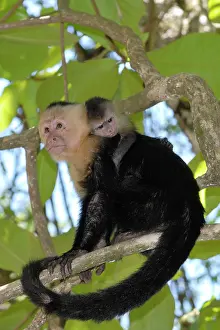 Capucinus: White-throated / White-faced / White-headed Capuchin