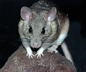 Neotoma: White Throated Wood Rat