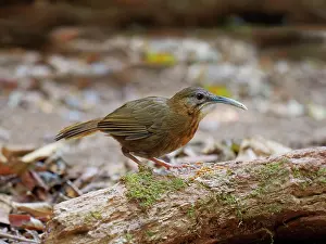 Vietnam: White Throated Wren Babbler Napothera pasquieri