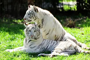 Pablo Cersosimo: White Tiger