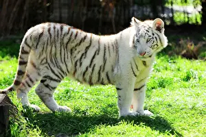Buenos: White Tiger